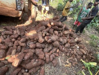 Ghana water yam - Radian foundation - Cameroon