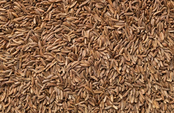 cumin seed - om exim corporation - India