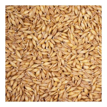 Wholesale barley grain bulk stock for breweries food and feed - MASI TRADING GMBH - Germany