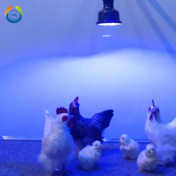 DC36V 6.5W IP67 5000K+Blue LED Poultry Light Bulb for Chicken House - Xiamen Good Light Technology Co., Ltd. - China