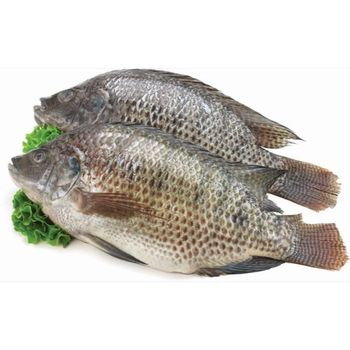 Top Selling Frozen Whole Round Black Tilapia Fish 150 Gms From Vietnam Supplier - TANIS IMPORT & EXPORT COMPANY LIMITED - Vietnam