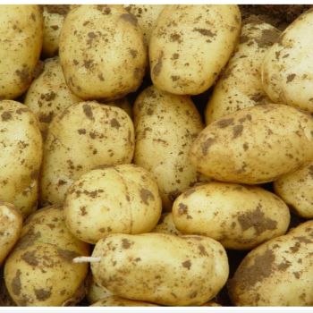 Holland Potato Yellow Potato Price 100-200g Size Fresh Potato Fresh Vegetables 6 Months Light Yellow 0.15 Kg from Banyen Inter Corp Holland Potato Yellow Potato Price 100-200g Size Fresh Potato Fresh Vegetables 6 Months Light Yellow 0.15 Kg - Banyen Inter Corp - Thailand