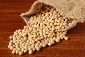 Organic Dried Soya Bean From Manufacturer Wholesale Price Healthy Ingredients From India High Quality Pulses - BF GLOBAL TRADING (PTY) LTD - South Africa