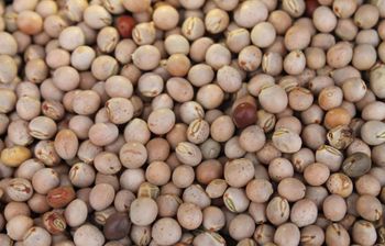 Pigeon Peas Purity 98 Percent Min Moisture Content 15 Percent Max Packaging 50kg New Strong Pp Bags Processing Method Machine - habesha export - Ethiopia