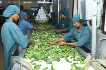 Cucumbers / Gherkins - Good Crop India LLP - Poland