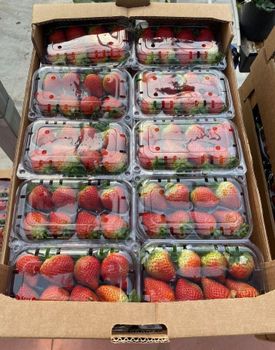 Fresh Strawbery Royal Sovereign – product photo, Fresh Strawberry products found from trusted suppliers, wholesalers, manufacturers & exporters Listing