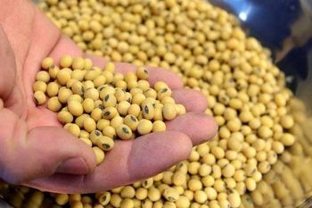 soyabean seeds from 99Plus Exports soyabean seeds – product photo, Seed products found from trusted suppliers, wholesalers, manufacturers & exporters Listing