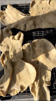 Beef tripe from Huzaifa Ali ltd Beef tripe - Huzaifa Ali ltd - Pakistan