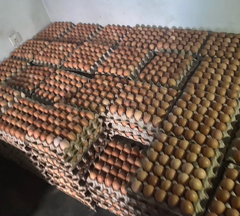 Fresh Chicken Eggs Brown Large Size | Circle A Farms Brand (OEM Available) from Sosa Merchant Solutions Fresh Chicken Eggs Brown Large Size | Circle A Farms Brand (OEM Available) - Sosa Merchant Solutions - Austria