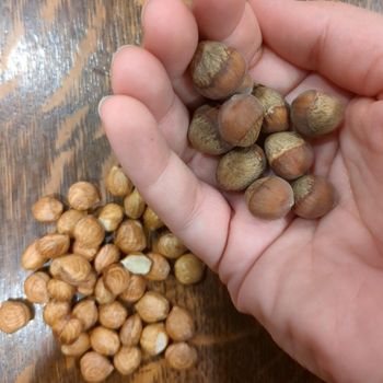 Premium Hazelnuts Fresh Natural Bulk Supply Wholesale Snack Cooking Nuts Healthy and Delicious for Daily Consumption - PILOTEXPORT IMPORT AND EXPORT LTD - South Africa