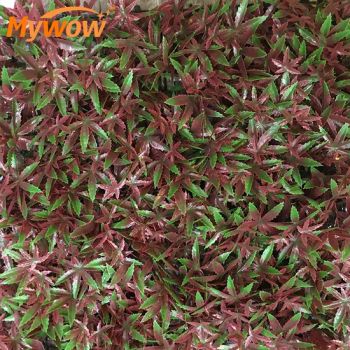 50X50cm & 100X100cm Wedding & Office Artificial Wall Plants for Wall Decor - Guangzhou MyWow Decor Co., Ltd - China