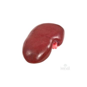 Premium Grade Frozen Pork Kidneys offered for wholesale buyers and distributors - MASI TRADING GMBH - Germany
