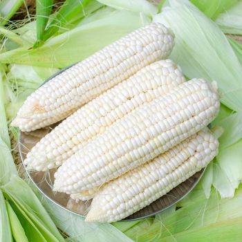 Grade A Wholesale Price White Corn High Quality White Maize Corn for Animal Feed Supplier - AGRONOVA - United States