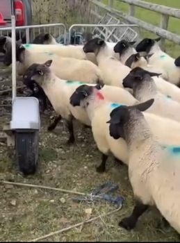 Sheep Age Ram Features Halal, Organic Price Per Unit Usd 160 / Piece Sheep Type Mix 15 Suffolk And 15 Texel - Private Farm - United Kingdom