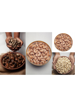 Cashew Kernels - H and H for Investment LLC - Oman