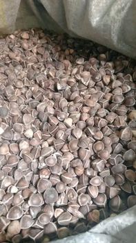 Moringa seeds from YAYA AGRICULTURAL PRODUCTS ENTERPRISES Moringa seeds - YAYA AGRICULTURAL PRODUCTS ENTERPRISES - Nigeria