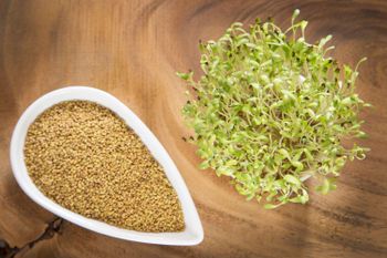 Quality Grass Seeds Alfalfa for sale / wholesale Alfalfa Seeds for sale from DAEWKAEW PANTAMANG Co., Ltd Quality Grass Seeds Alfalfa for sale / wholesale Alfalfa Seeds for sale - DAEWKAEW PANTAMANG Co., Ltd - Thailand