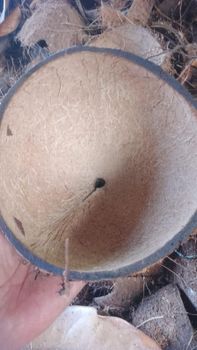 Coconut Shells from Indonesia from Hangu Grup Coconut Shells from Indonesia - Hangu Grup - Indonesia