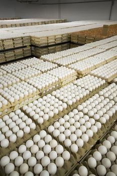 Fresh Chicken Eggs - BF GLOBAL TRADING (PTY) LTD - South Africa