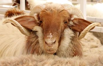 Cheap price live awassi sheep ready for transport  Grade Top Packaging Bulk Type Live Awassi - Mutlu Et Mustafa - France