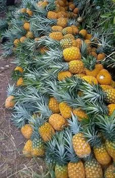 Wholesale  Pineapple / Mango - BF GLOBAL TRADING (PTY) LTD - South Africa