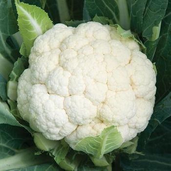 Fresh Cauliflower Grade Goods Style Fresh Weight (kg) 10 Content Natural Manufacturer Yes Address Cape town Shelf Life 25 - NANJE ENTERPRISES - South Africa