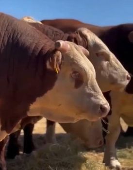 Brazilian Slaughter Calves - ever trust global - Brazil