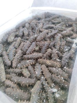 Salted Sea Cucumber - SeaSpring Seafood - China