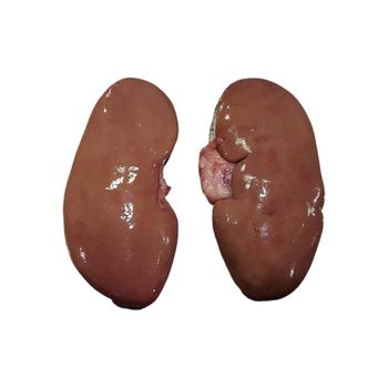 Premium Condition Frozen Pork Kidneys available for reliable bulk supply
