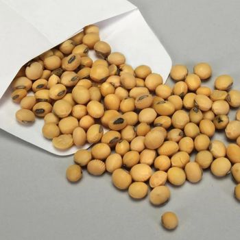Soybean Seed For Food Prepared For Human Consumption With Premium Grain Standards And Excellent Product Uniformity - TOSOH INTERNATIONAL - South Africa