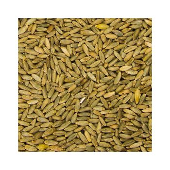 Bulk rye grain wholesale supply at competitive cheap price - MASI TRADING GMBH - Germany