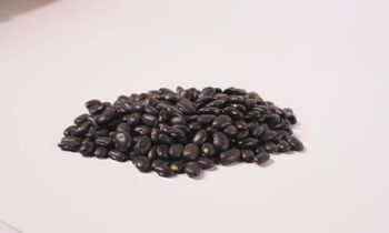 black bean Purity 98pct Min. Admixture 2pct Max. Broken Beans 1pct Max. Foreign Matter 0.5pct Max. Moisture Content 14pct - galon trade - Ethiopia