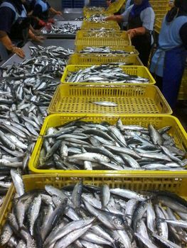 Sardine - PT FOBC Asia - Indonesia