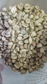 Indonesian Premium Robusta Green Coffee Beans - Integra Artha Terra - Indonesia