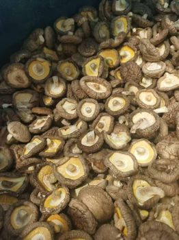 shiitake mushroom from HK JINYIDA TRADING CO.,LIMITED shiitake mushroom - HK JINYIDA TRADING CO.,LIMITED - Hong Kong
