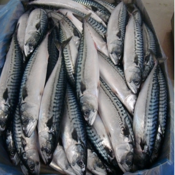 Frozen Atlantic Mackerel (Scomber Scombrus) Texture Firm Packaging 10kg Oil Content High Flavor Rich Natural Taste Origin North Atlantic Ocean - PILOTEXPORT IMPORT AND EXPORT LTD - South Africa