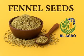 FENNEL SEEDS, Foeniculum vulgare, Saunf Aroma Strong Purity Premium Type Whole Spice Seeds Shelf Life 12–24 Months Color Natural Green to Light Green, Vibrant Green - BUM LEHRI AGRO - India