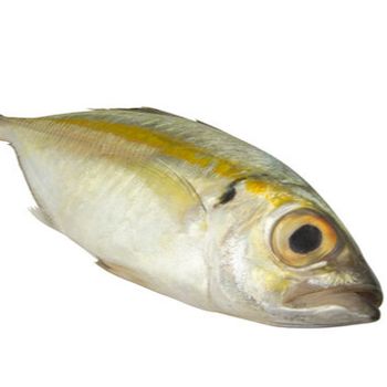 BIG EYE SCAD WITH HIGH QUALITY FROM VIETNAM Ph Value Na Style Frozen Content Fish Additives Na Packaging Box Variety - TANIS IMPORT & EXPORT COMPANY LIMITED - Vietnam