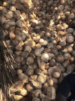 Semi Husk Coconuts Form Whole Taste Sweet Organic Yes Origin Mozambique Degree of Processing Fresh - Tropical Exports - Mozambique