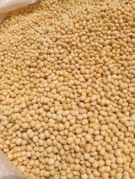 Dry maize corn,Peanut, soybeans, sugar beans and sunflowers oil - NGHAMULA'S AGRI-FARMING - South Africa