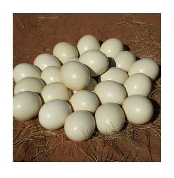 Ostrich Eggs for Sale / Fertile Ostrich Eggs and Ostrich Chicks for sales -  CALIPSO POLSKA SP Z OO  - Poland