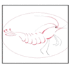 Product - SHRIMPPARADISE - Netherlands