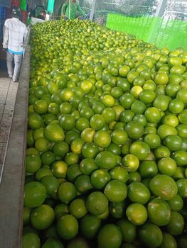 seedless lemon - 84903369600 - Huong - Vietnam