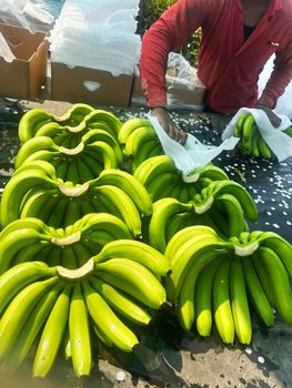 G9 Cavendish Banana Solapur Maharashtra from AL MADINA IMPEX G9 Cavendish Banana Solapur Maharashtra - AL MADINA IMPEX - India