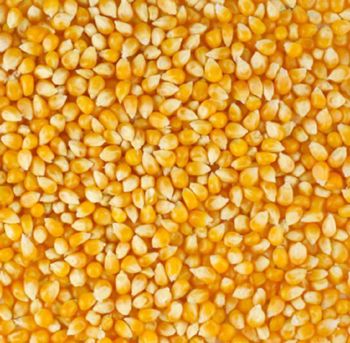 Yellow Maize from Shankar cotton industries Yellow Maize – product photo, Yellow Maize Flour products found from trusted suppliers, wholesalers, manufacturers & exporters Listing