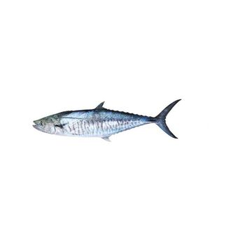 SPANISH MACKEREL Grade EXPORT QUALITY Packaging - DUTA EXPORTIR INDONESIA - Indonesia