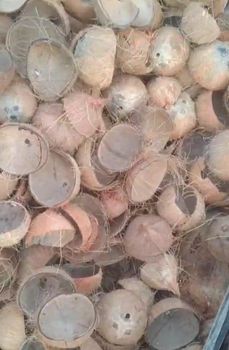 Raw Coconut Shell - PT Maden Export Indonesia - Indonesia