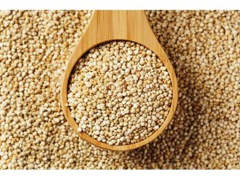 Quinoa Seeds from Shivam Enterprises Quinoa Seeds - Shivam Enterprises - India