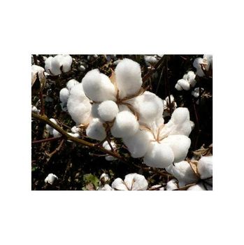 Raw cotton bale ready for export and wholesale distribution Type A, Foil Screen Printing - MASI TRADING GMBH - Germany