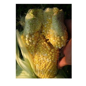 Premium Fresh Sweet Corn Yellow Corn Wholesale Supplier Farm Fresh Produce - senesie mfg llc - United States
